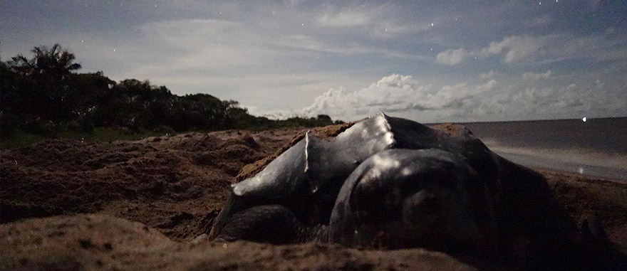 Tartaruga-de-couro na praia de Awala, na Guiana Francesa