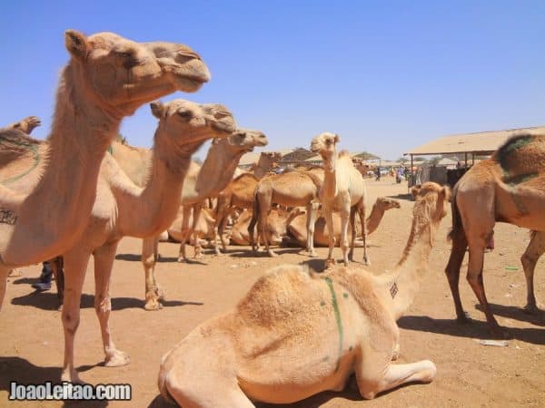 Backpacking Tavel Guide To Visit Somaliland